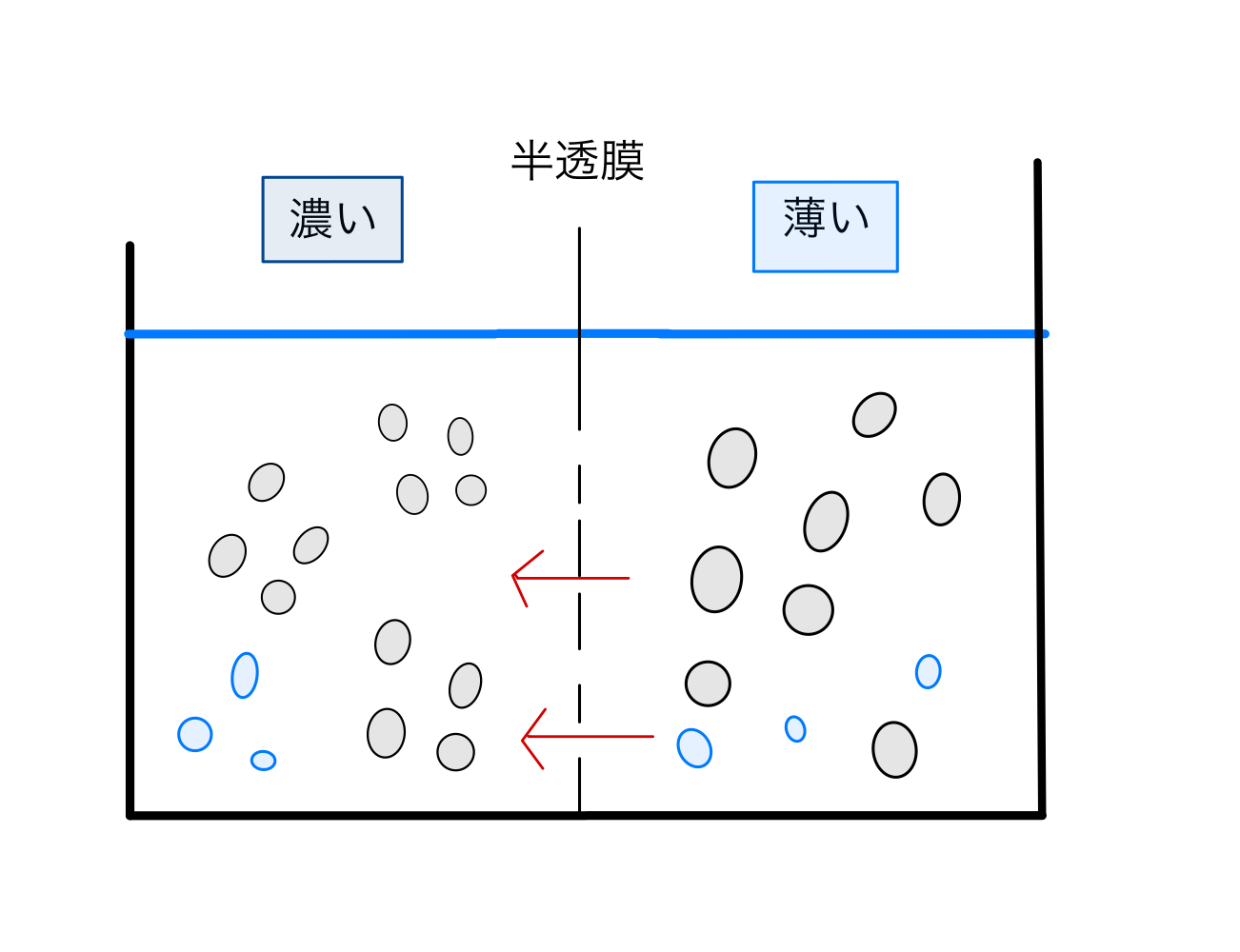 浸透圧って何? 細胞内と細胞外の水分量の調節に大事な血漿浸透圧について ‣ 看護師国家試験対策|オンライン個別指導|サキのまなびや