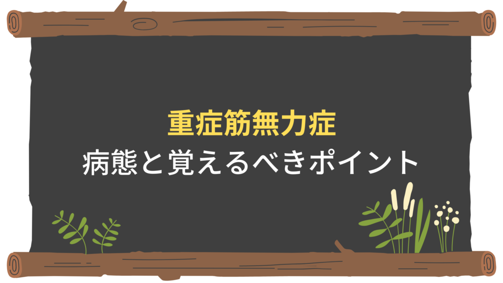 【脳神経系】重症筋無力症の病態と国家試験で問われるポイントを解説