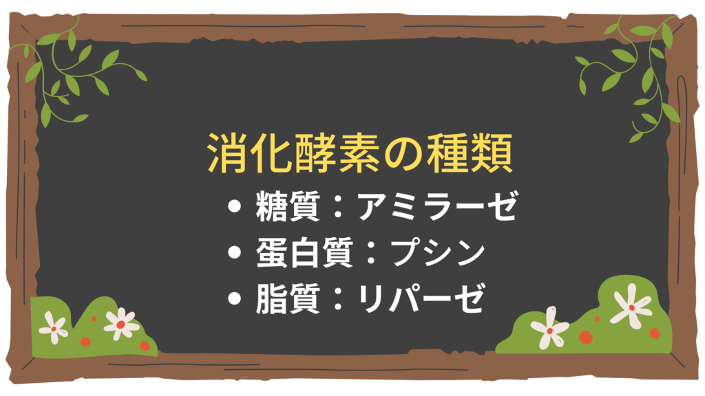 【消化器】消化酵素の種類と機能：アミラーゼ、プシン、リパーゼ