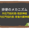 【消化器】排便のメカニズム