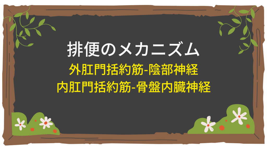 【消化器】排便のメカニズム