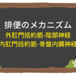 【消化器】排便のメカニズム