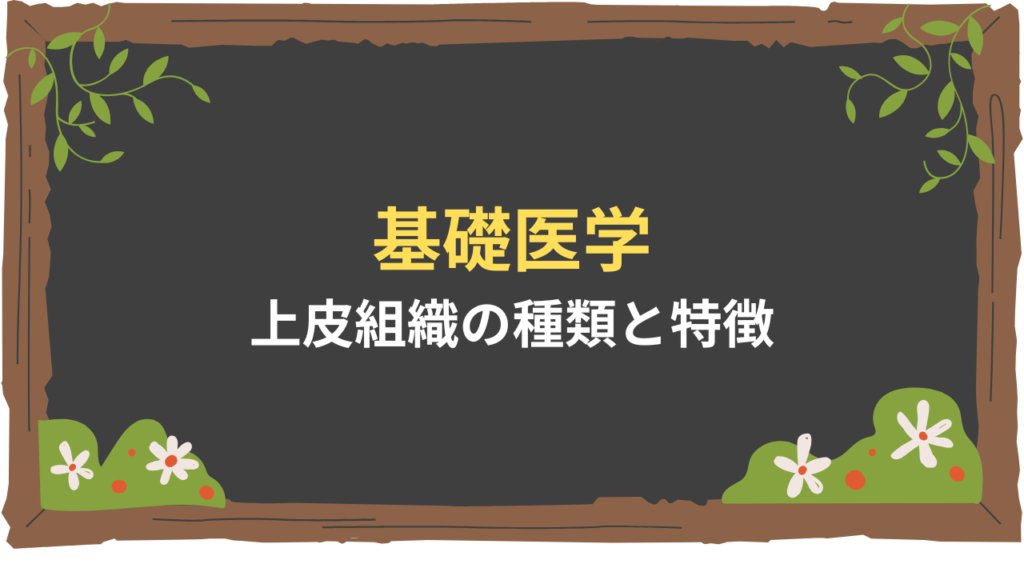 【基礎医学】上皮組織の種類と特徴